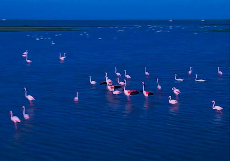 Pink flamingos flew to Sadyrbai village