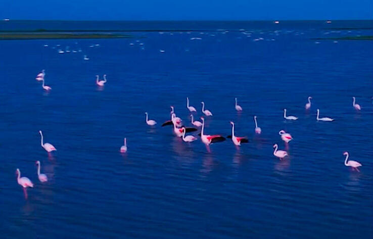 Садырбай ауылына қызғылт қоқиқаздар ұшып келді