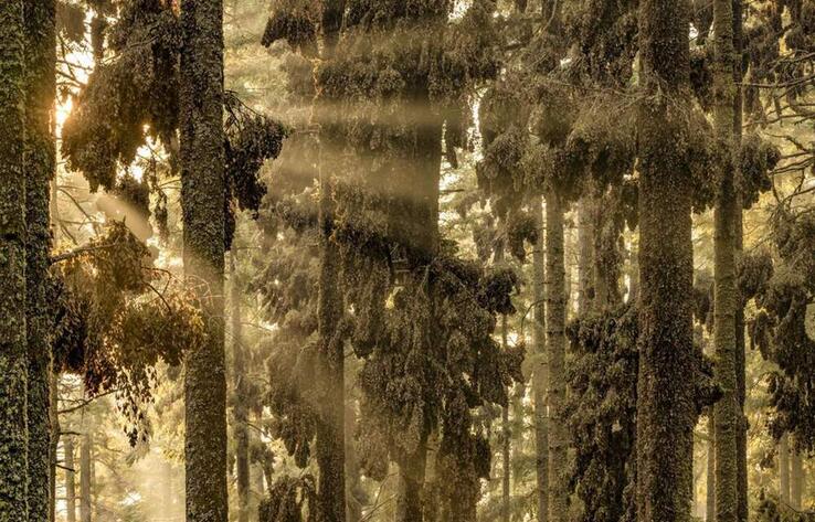 Live Frame: Nature's Best Photography