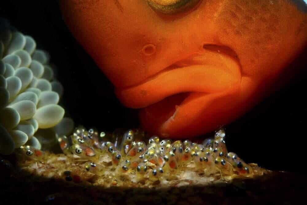 Табиғаттың ең көркем фотосуреттері. Сурет: BigPicture Photography: Natural World Photography/Dennis Corpuz