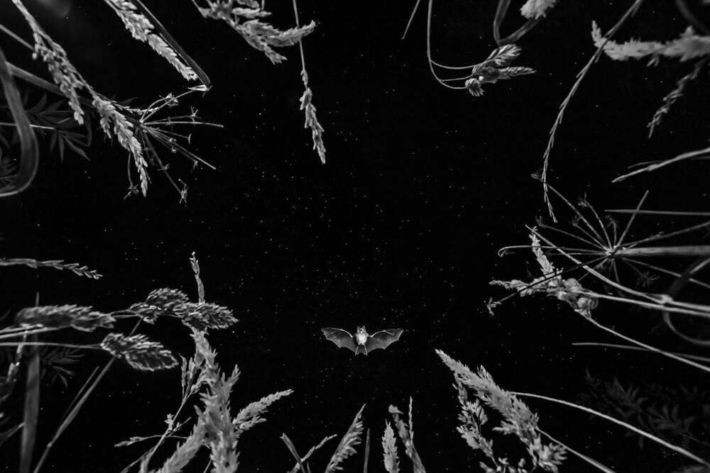 Табиғаттың ең көркем фотосуреттері. Сурет: BigPicture Photography: Natural World Photography/Neil Aldridge