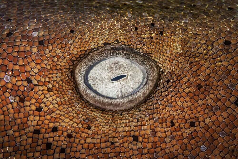 Табиғаттың ең көркем фотосуреттері. Сурет: BigPicture Photography: Natural World Photography/Kat Zhou