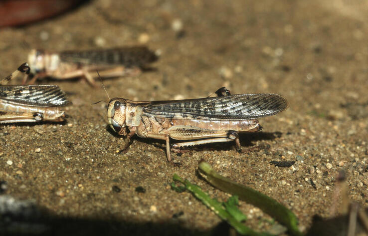 2 million hectares treated against locusts in Kazakhstan