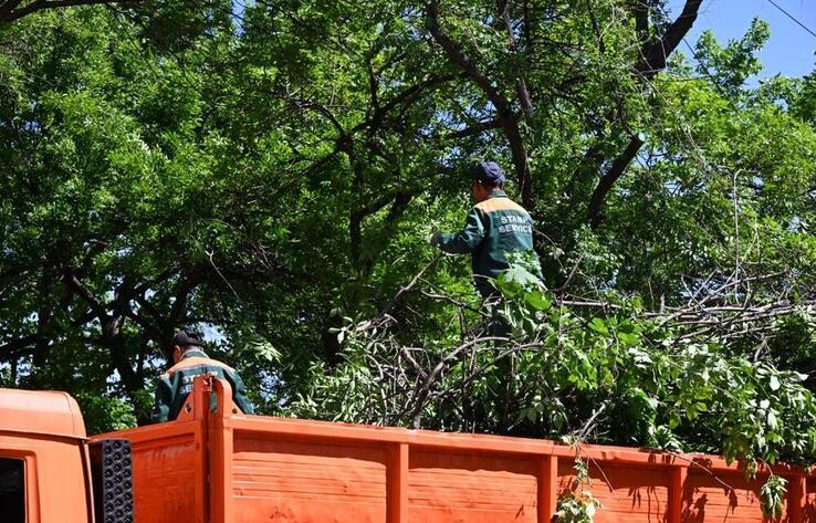 Алматыда 6 мың ағаш санитарлық мақсатта кесіліп жатыр