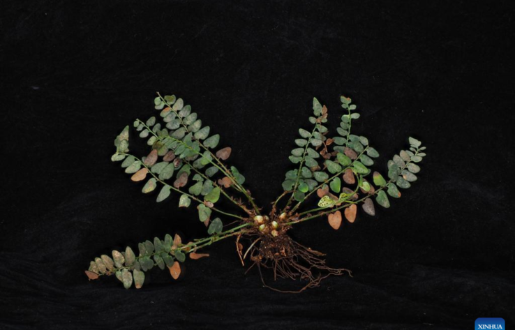 New plant species found in south China