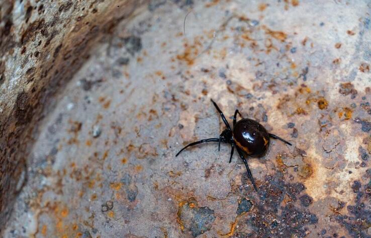 Atyrau region faces black widow spider invasion with 90 camels already killed