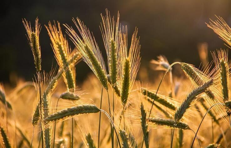 Kazakhstan becomes one of world leaders in wheat harvesting