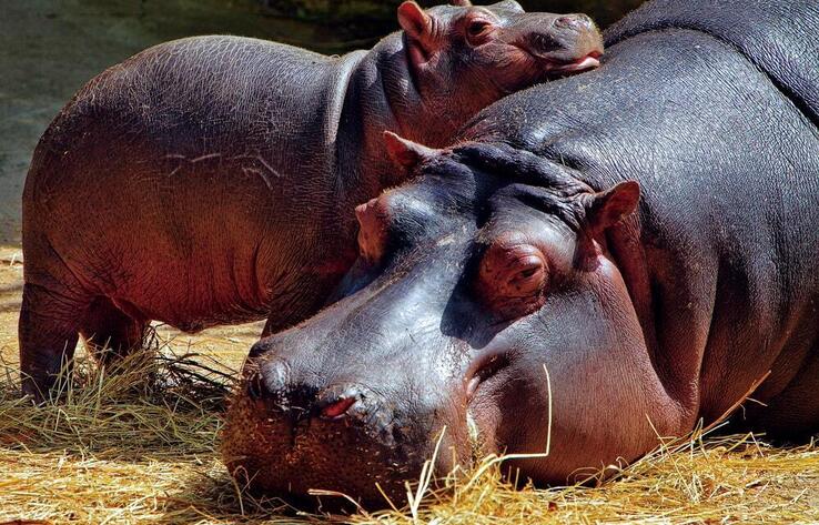 Baby Hippopotamus Tastes Watermelon For The First Time 