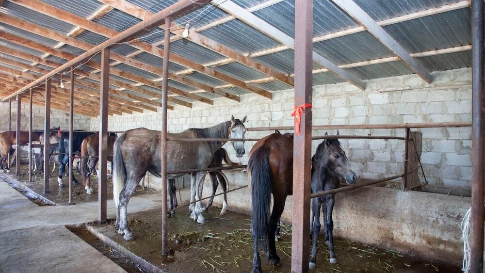 "Auyl Amanaty" in action: villagers of Zhambyl region open production facilities and create new jobs