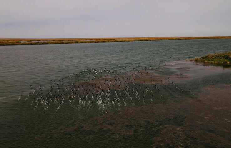 Солтүстік Аралды сақтау жобасының алғашқы кезеңінің нәтижесінде теңіздегі су көлемі 42%-ға ұлғайды