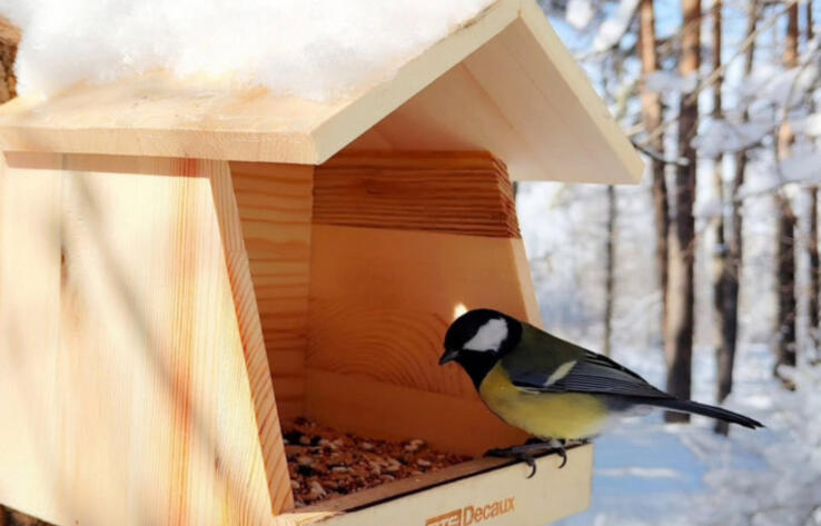 Алматинский ботсад собрал 200 кг корма для птиц за 3 дня 