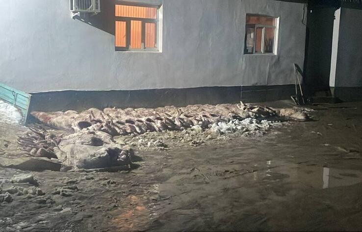 Қызылорда облысында 120-дан астам киікті атқан тұрғындар ұсталды