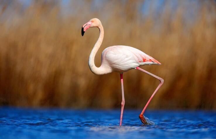 How many pink flamingos are there in Kazakhstan
