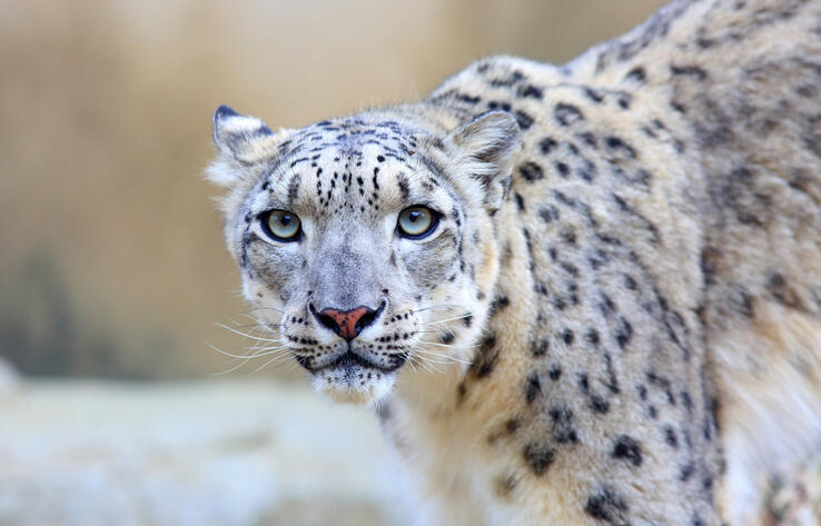 Kazakhstan's snow leopards could share same fate as Caspian Tiger