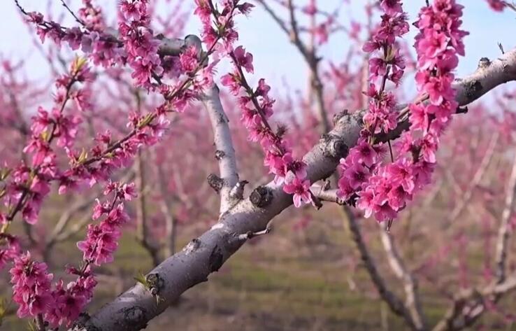 На севере Греции зацвели персиковые деревья