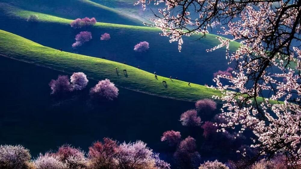 Весна в Синьцзяне: время романтических прогулок и цветущих садов
