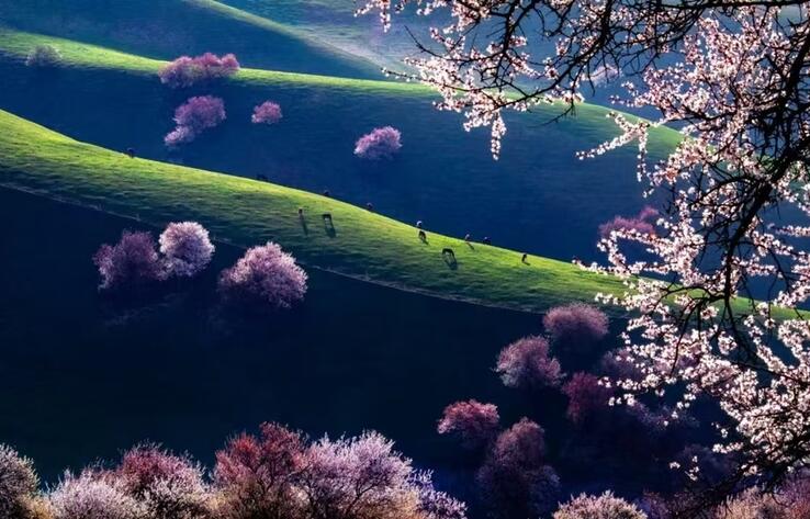 Весна в Синьцзяне: время романтических прогулок и цветущих садов