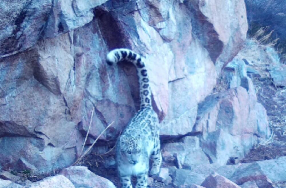 Мемлекеттік "Іле-Алатау" ұлттық табиғи паркінде қар барысы тағы да фототұзаққа ілінді