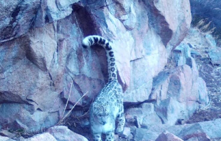 Мемлекеттік "Іле-Алатау" ұлттық табиғи паркінде қар барысы тағы да фототұзаққа ілінді