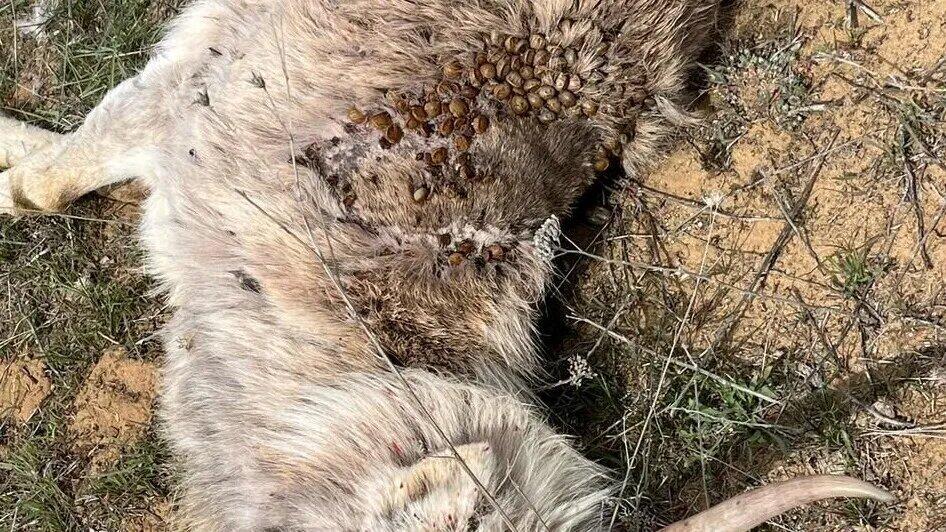 Нашествие клещей в Атырауской области: гибнут сайгаки и домашний скот