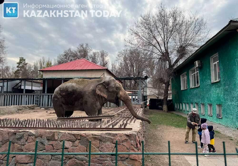 В зоопарке Алматы рассказали о проблемах азиатских слонов 