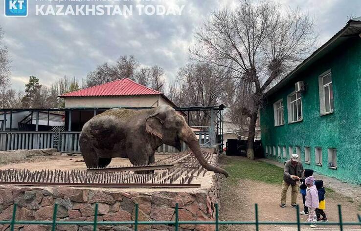 В зоопарке Алматы рассказали о проблемах азиатских слонов 