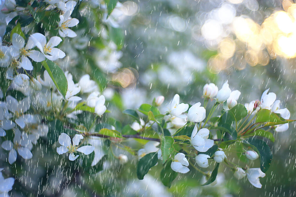 Дожди с грозами прогнозируют синоптики в большинстве регионов Казахстана