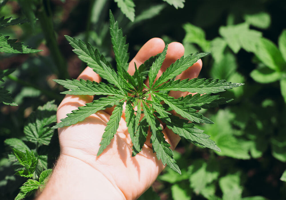 Технический каннабис могут разрешить выращивать в Казахстане