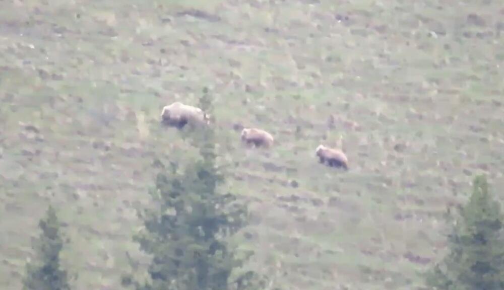 Бурых медведей засняли в национальном парке "Көлсай көлдері"
