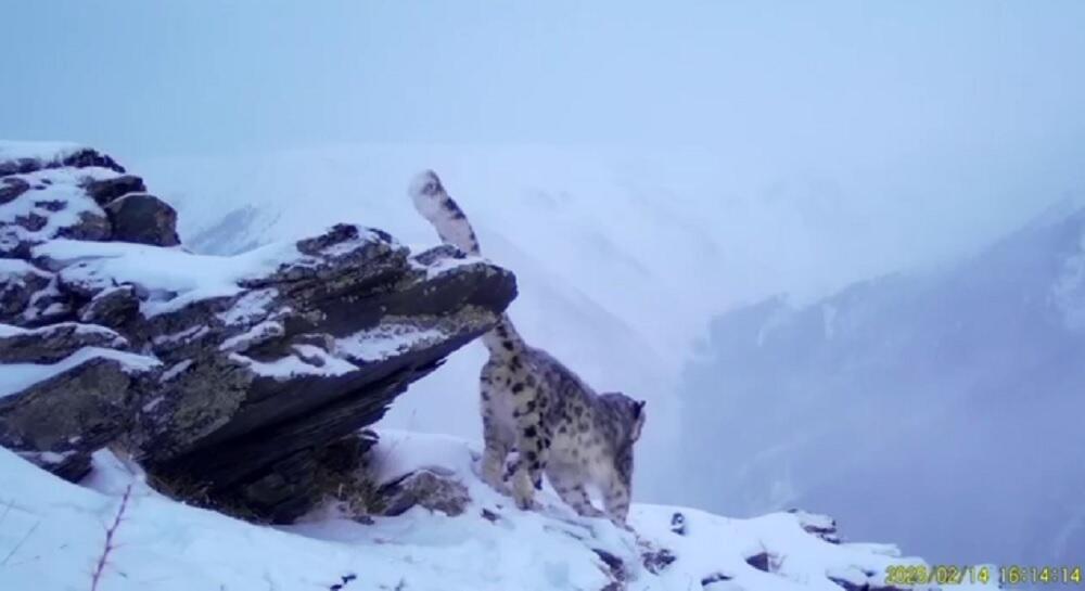 Снежного барса засняли фотоловушки в Катон-Карагайском нацпарке