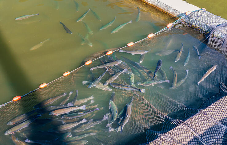 В Казахстане инвестиции в основной капитал в сфере рыбного хозяйства превысили 5,2 млрд тенге