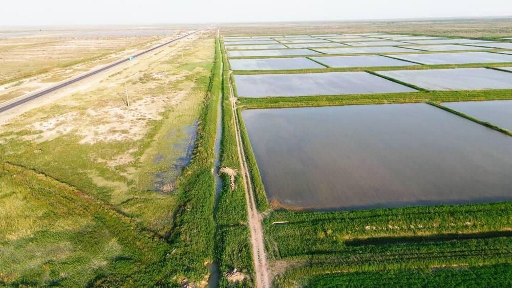 Қызылорда облысында 15 мың гектардан астам егістік жер қалпына келтірілді