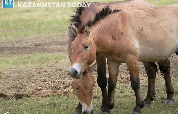 Экспедиция "Путешествие в сердце Евразии" посетила центр реинтродукции лошадей Пржевальского