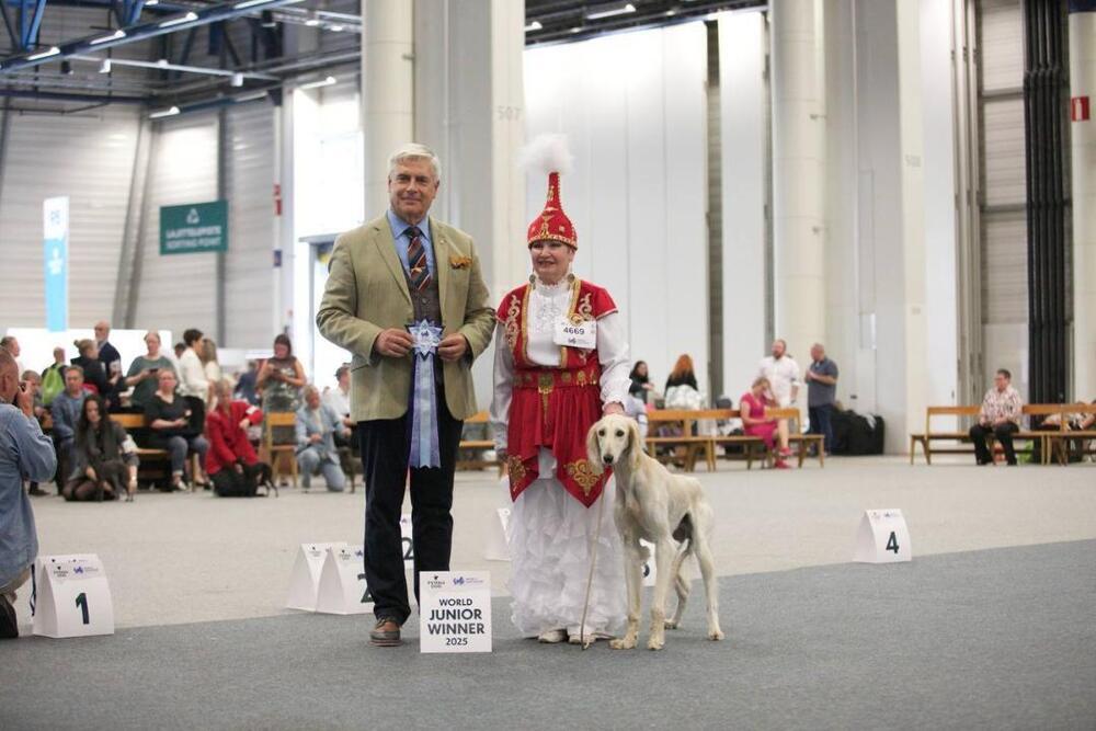 Қазақ тазылары Хельсинкидегі WDS 2025 Дүниежүзілік иттер көрмесінде ресми түрде алғаш рет әлемге таныстырылды. Сурет: gov.kz
