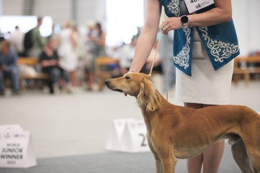 Мировая премьера казахских тазы состоялась на Всемирной выставке собак WDS 2025 в Хельсинки. Фото: Министерство экологии и природных ресурсов РК