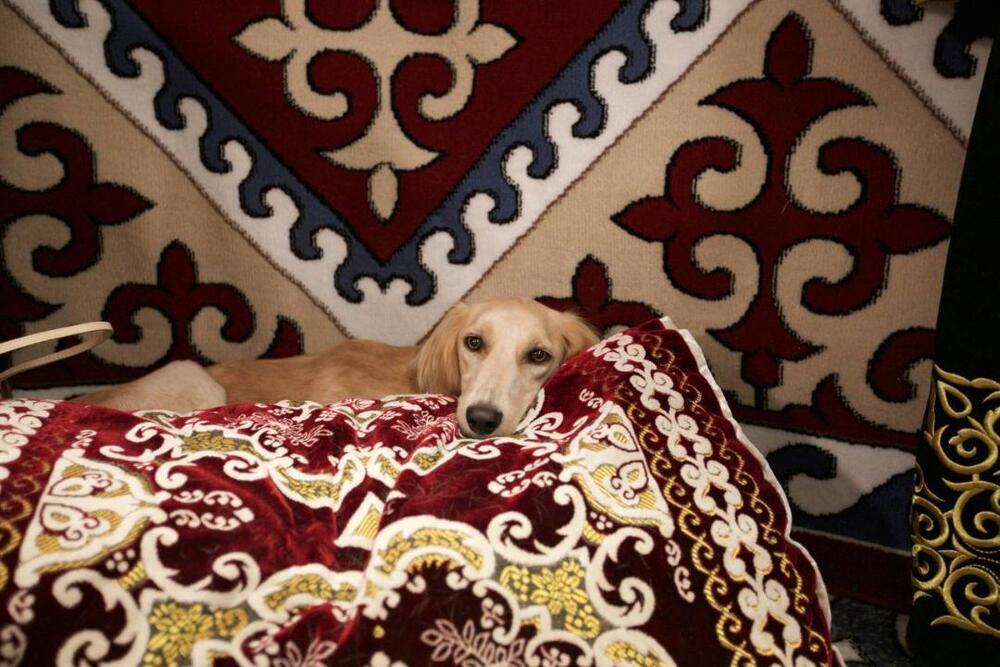 Мировая премьера казахских тазы состоялась на Всемирной выставке собак WDS 2025 в Хельсинки. Фото: Министерство экологии и природных ресурсов РК