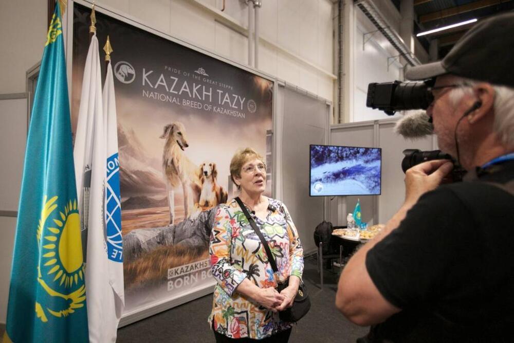 Мировая премьера казахских тазы состоялась на Всемирной выставке собак WDS 2025 в Хельсинки. Фото: Министерство экологии и природных ресурсов РК
