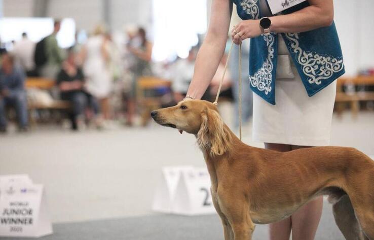 The Kazakh Tazy made its world premiere at the World Dog Show 2025 in Helsinki