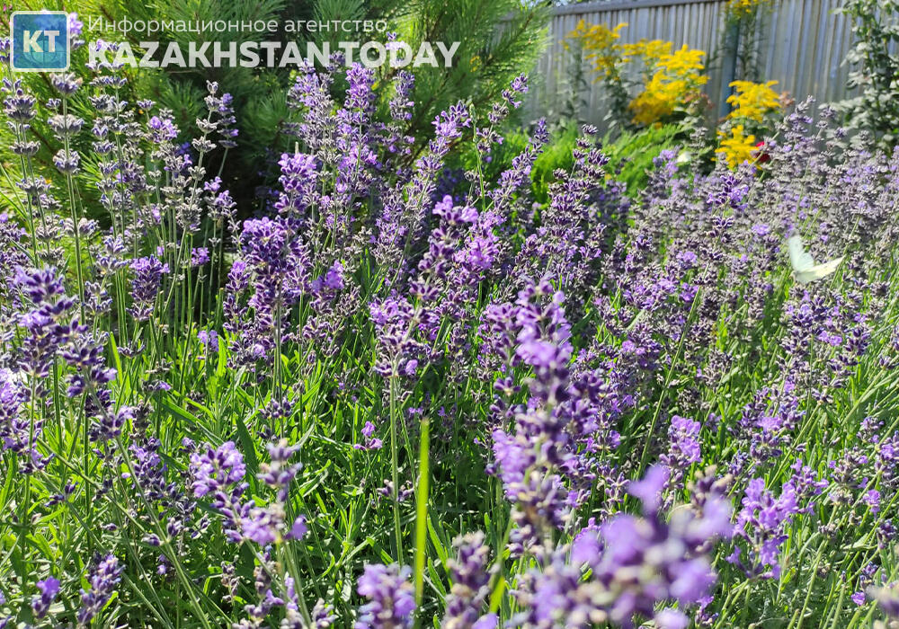 В пятницу в Казахстане ожидаются сильная жара и дожди 