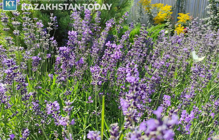 В пятницу в Казахстане ожидаются сильная жара и дожди 