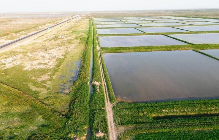 Қазақстанда суды аз қажет ететін жаңа күріш сорты шығарылды