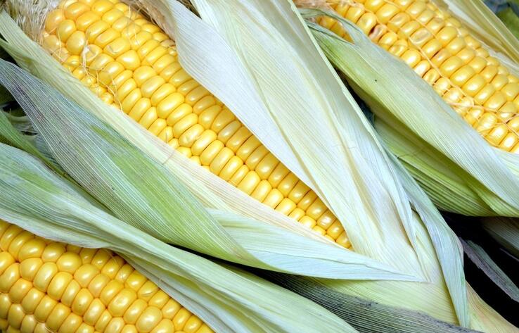 Более 20 видов продукции из кукурузы будут выпускать в Туркестанской области 