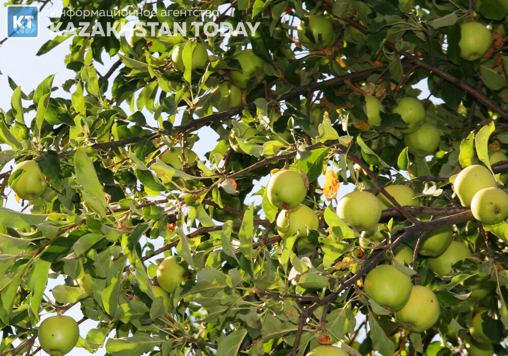 Шымкентте алма бағын салмақ болғандар 8 жылға бас бостандығынан айырылды