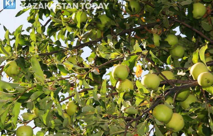 Шымкентте алма бағын салмақ болғандар 8 жылға бас бостандығынан айырылды