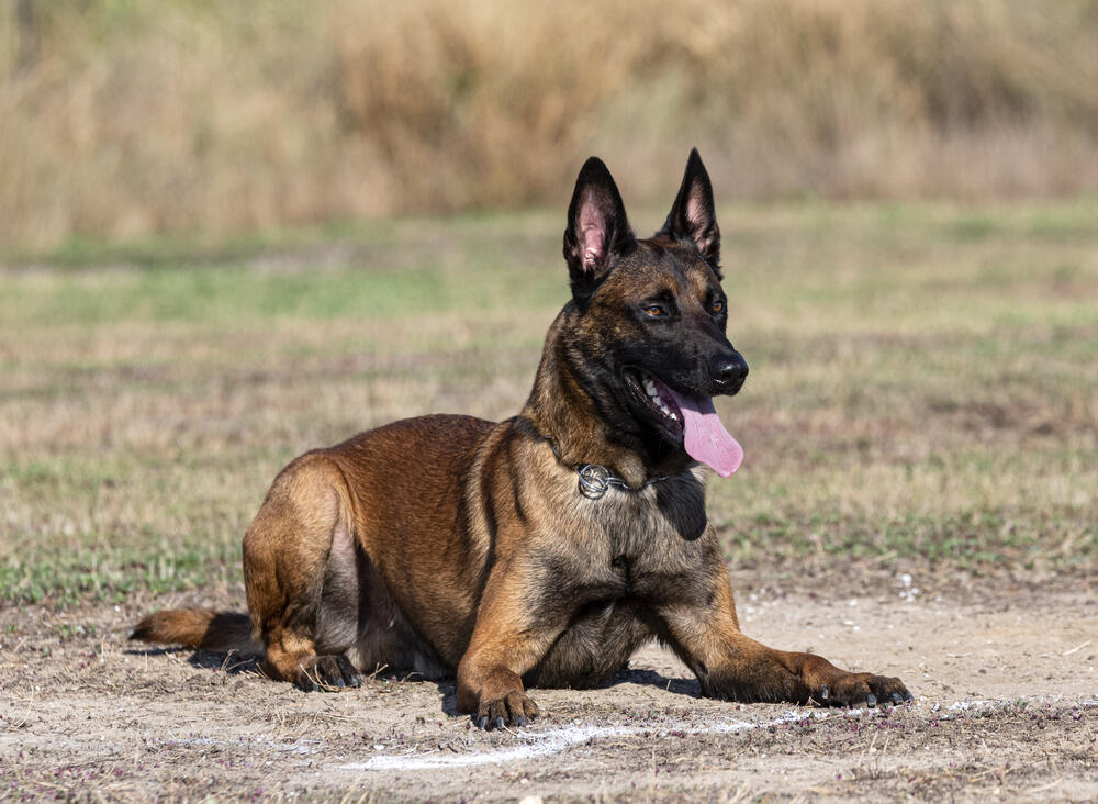 National Guard's Canine Center has acquired a dozen Dutch Shepherds for the first time