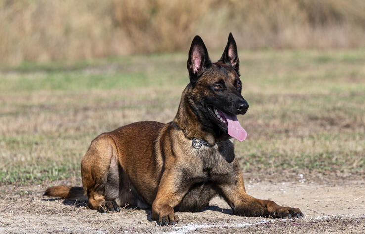 National Guard's Canine Center has acquired a dozen Dutch Shepherds for the first time