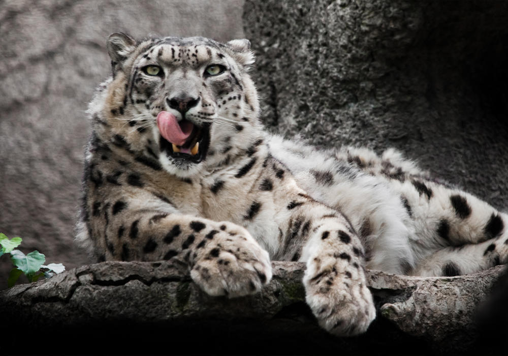 Kazakhstan’s snow leopard population more than doubles