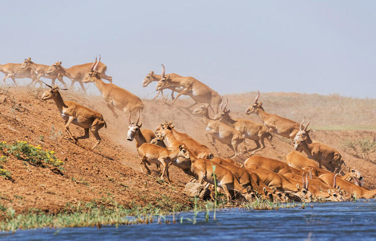Случаи уничтожения сайгаков браконьерами продолжают фиксировать в Казахстане