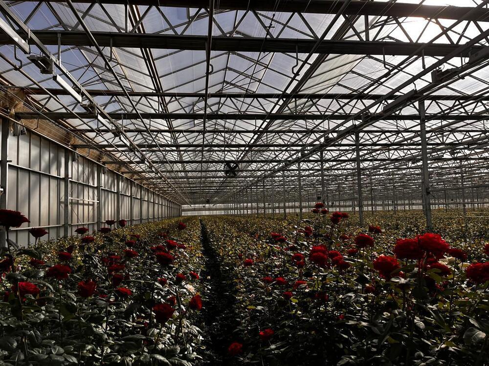 Умная теплица в Ланьчжоу: передовые технологии в цветочной индустрии