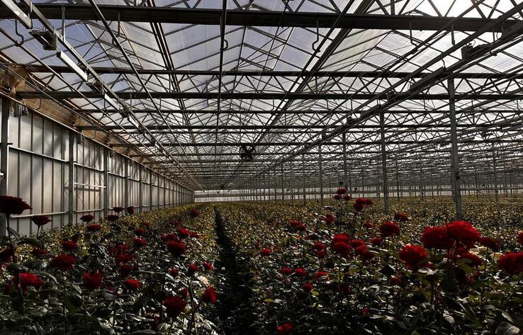 Умная теплица в Ланьчжоу: передовые технологии в цветочной индустрии